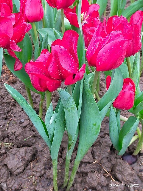 「新店碧潭風景區鬱金香花海」(Tulid blossoms at Pi lake), Hsinpei city, North Taiwan, SJKen, Feb 14, 2022.
