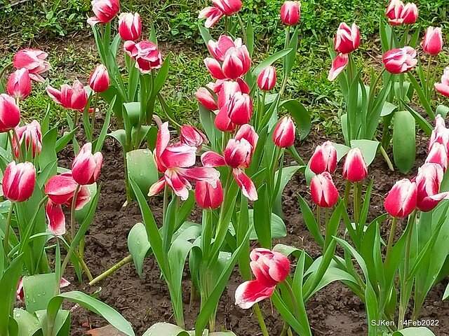 「新店碧潭風景區鬱金香花海」(Tulid blossoms at Pi lake), Hsinpei city, North Taiwan, SJKen, Feb 14, 2022.