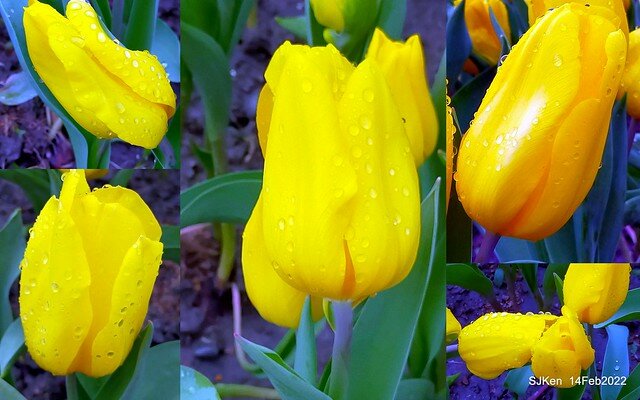 「新店碧潭風景區鬱金香花海」(Tulid blossoms at Pi lake), Hsinpei city, North Taiwan, SJKen, Feb 14, 2022.