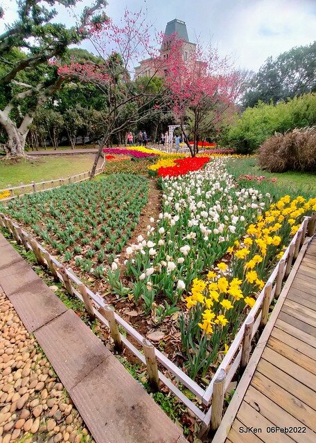 花卉試驗中心鬱金香展(2022 Tulid blossoms exhibition), Taipei, Taiwan, SJKen,Feb 6,  2022.