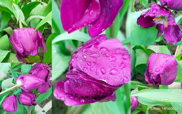 「新店碧潭風景區鬱金香花海」(Tulid blossoms at Pi lake), Hsinpei city, North Taiwan, SJKen, Feb 14, 2022.