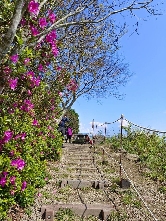 【苗栗.大湖】馬那邦山眺望聖陵線。二月限定雲海+杜鵑+櫻花小百岳no37