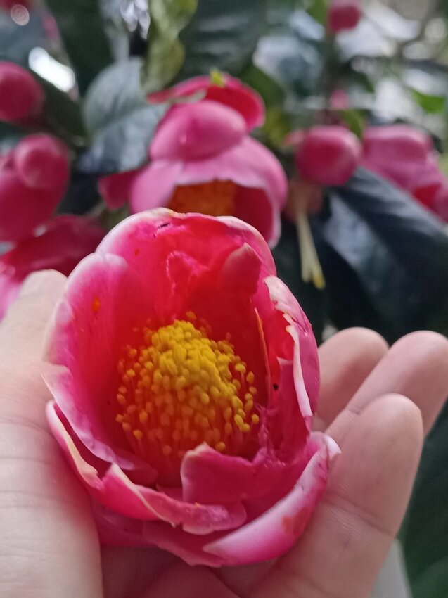 【新北.中和】小百岳no16南勢角山。標高302公尺烘爐地拜土地公+觀賞101夜景