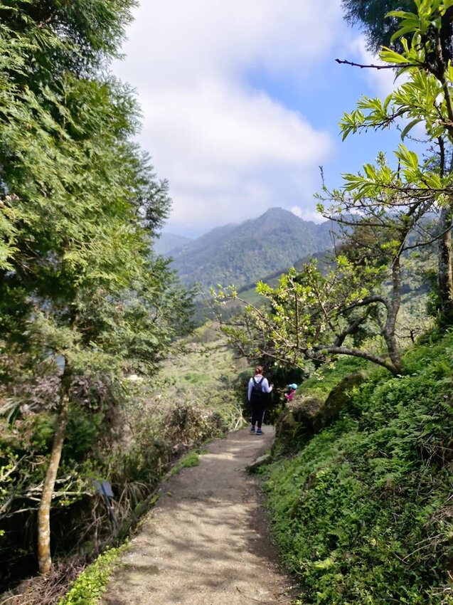 【苗栗.大湖】馬那邦山眺望聖陵線。二月限定雲海+杜鵑+櫻花小百岳no37