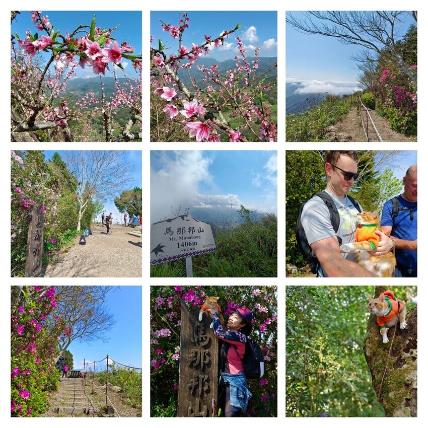 【苗栗.大湖】馬那邦山眺望聖陵線。二月限定雲海+杜鵑+櫻花小百岳no37