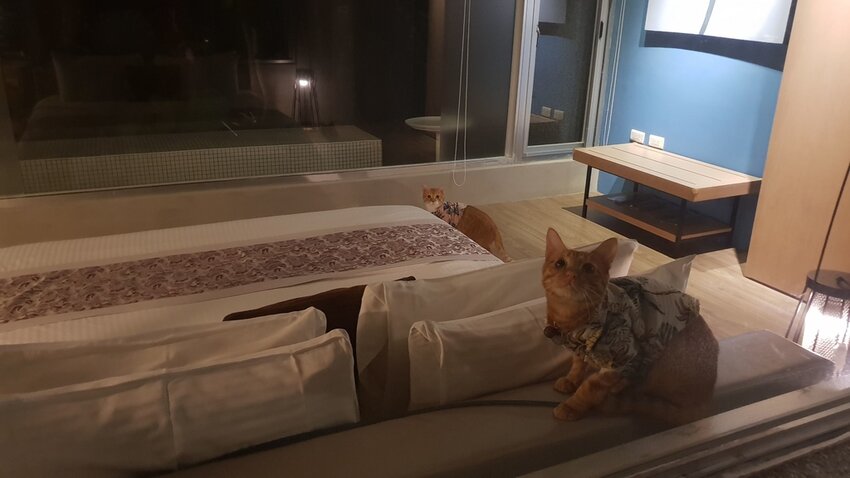 121526.jpg - 【花蓮.豐濱】後湖水月villa空中鏡面屋。可加人變四人房。寵物友善民宿大推日出美景