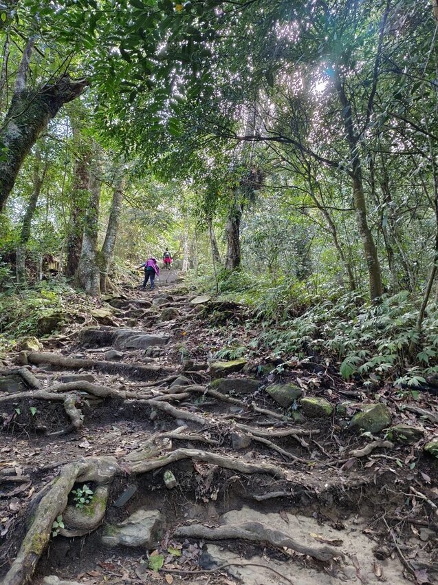 【苗栗.大湖】馬那邦山眺望聖陵線。二月限定雲海+杜鵑+櫻花小百岳no37