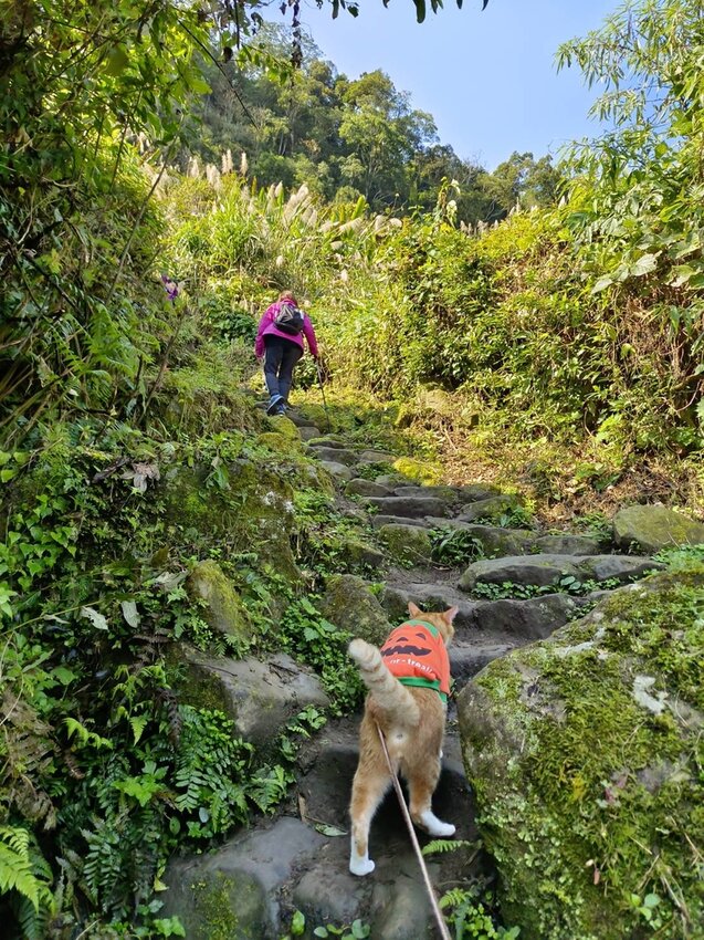 【苗栗.大湖】馬那邦山眺望聖陵線。二月限定雲海+杜鵑+櫻花小百岳no37