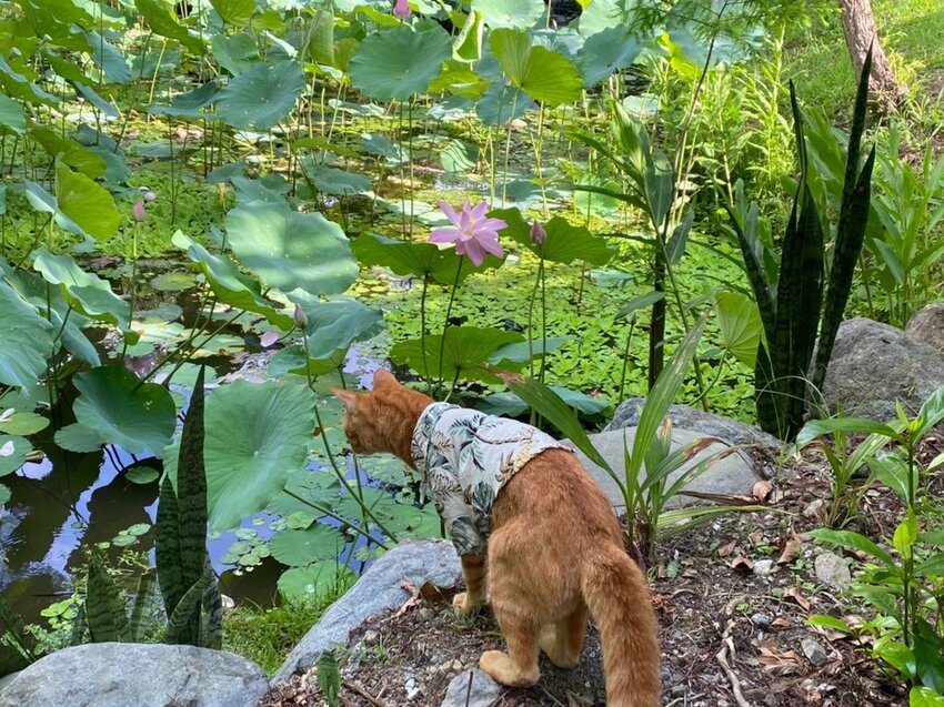121563.jpg - 【花蓮.豐濱】後湖水月villa空中鏡面屋。可加人變四人房。寵物友善民宿大推日出美景