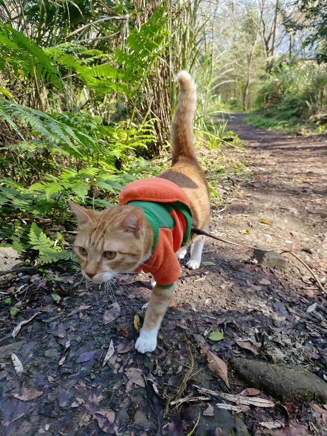 【苗栗.大湖】馬那邦山眺望聖陵線。二月限定雲海+杜鵑+櫻花小百岳no37