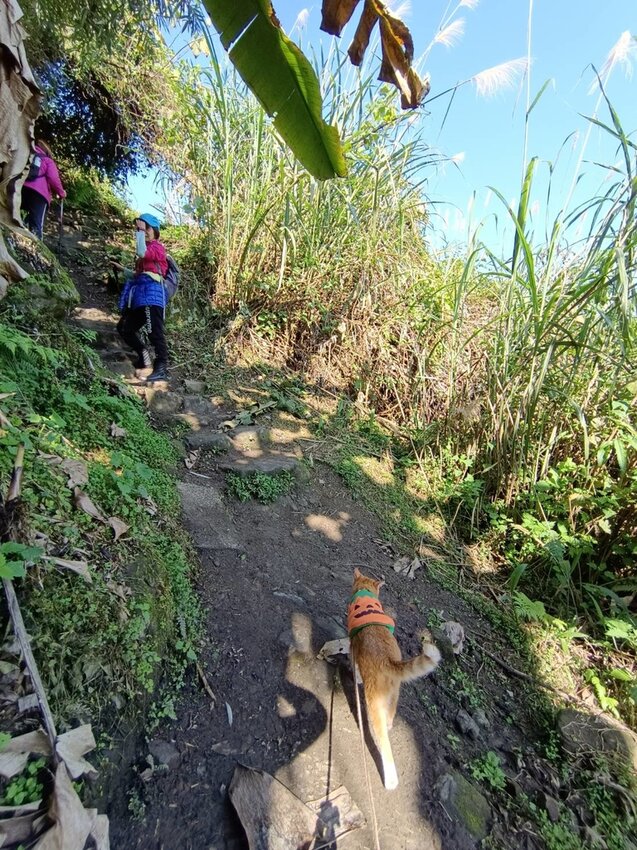 【苗栗.大湖】馬那邦山眺望聖陵線。二月限定雲海+杜鵑+櫻花小百岳no37