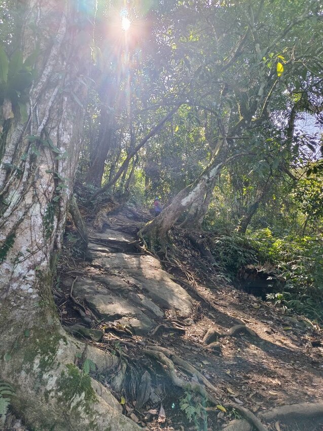 【苗栗.大湖】馬那邦山眺望聖陵線。二月限定雲海+杜鵑+櫻花小百岳no37