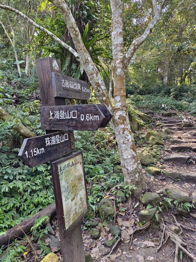 【苗栗.大湖】馬那邦山眺望聖陵線。二月限定雲海+杜鵑+櫻花小百岳no37