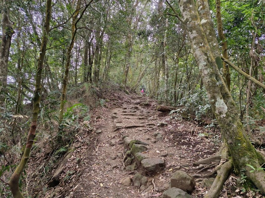 【苗栗.大湖】馬那邦山眺望聖陵線。二月限定雲海+杜鵑+櫻花小百岳no37