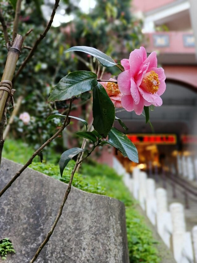 【新北.中和】小百岳no16南勢角山。標高302公尺烘爐地拜土地公+觀賞101夜景