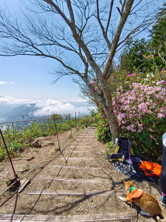 【苗栗.大湖】馬那邦山眺望聖陵線。二月限定雲海+杜鵑+櫻花小百岳no37