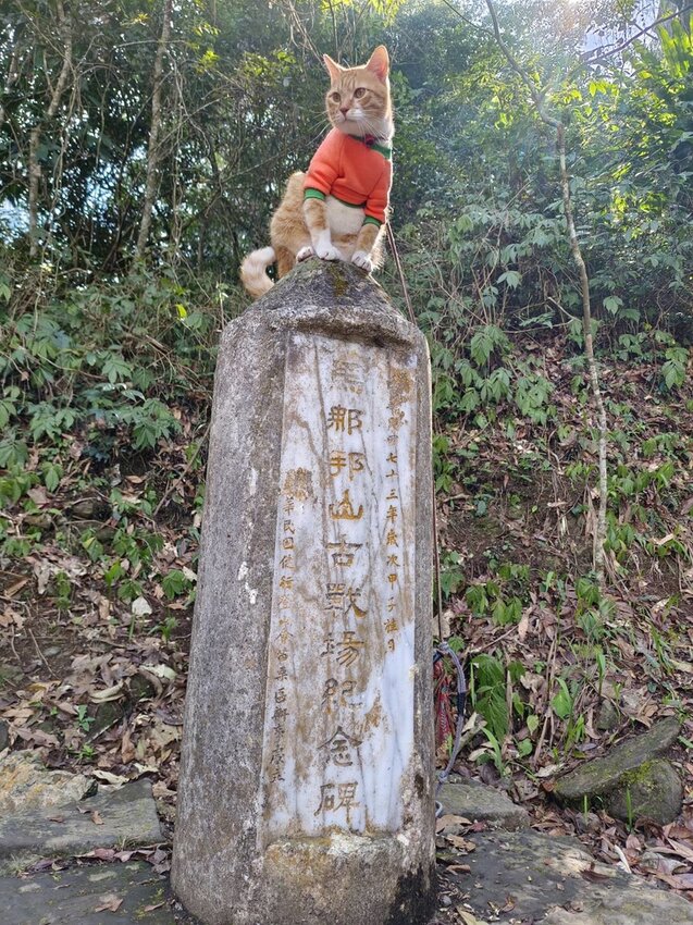 【苗栗.大湖】馬那邦山眺望聖陵線。二月限定雲海+杜鵑+櫻花小百岳no37