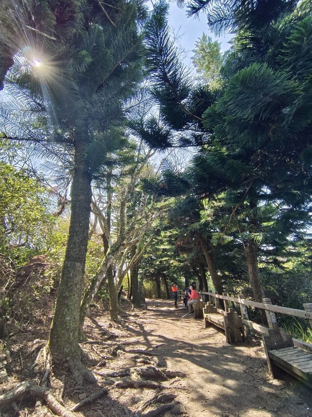 【苗栗.大湖】馬那邦山眺望聖陵線。二月限定雲海+杜鵑+櫻花小百岳no37