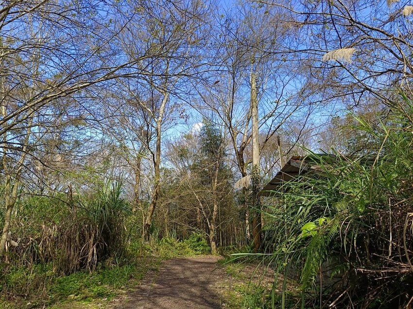 【苗栗.大湖】馬那邦山眺望聖陵線。二月限定雲海+杜鵑+櫻花小百岳no37