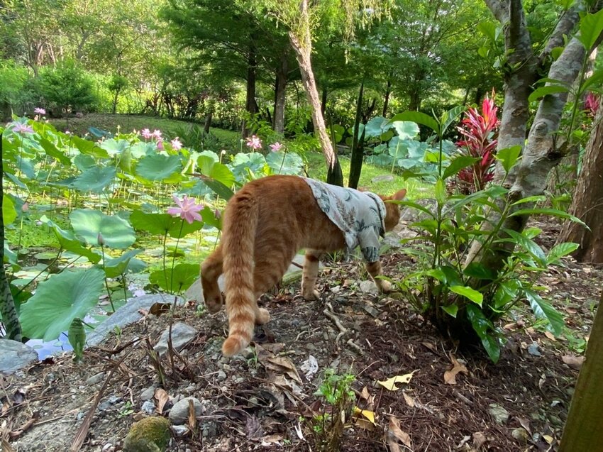 121564.jpg - 【花蓮.豐濱】後湖水月villa空中鏡面屋。可加人變四人房。寵物友善民宿大推日出美景