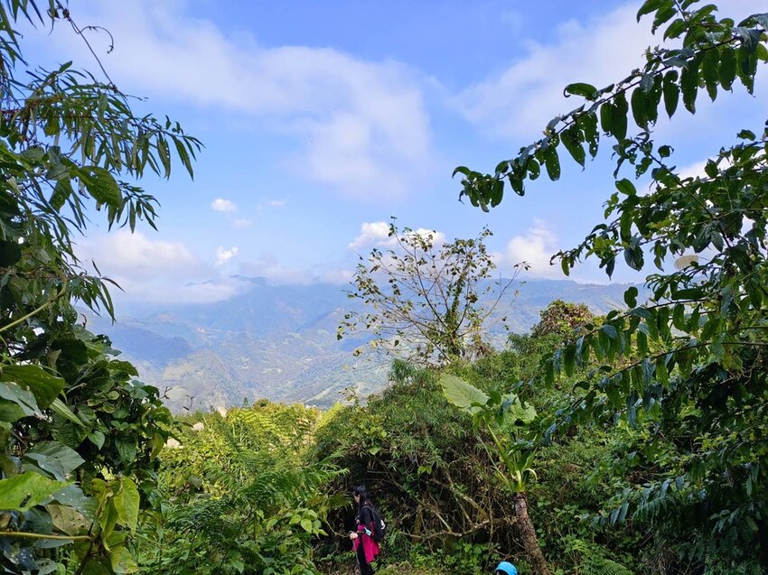 【苗栗.大湖】馬那邦山眺望聖陵線。二月限定雲海+杜鵑+櫻花小百岳no37