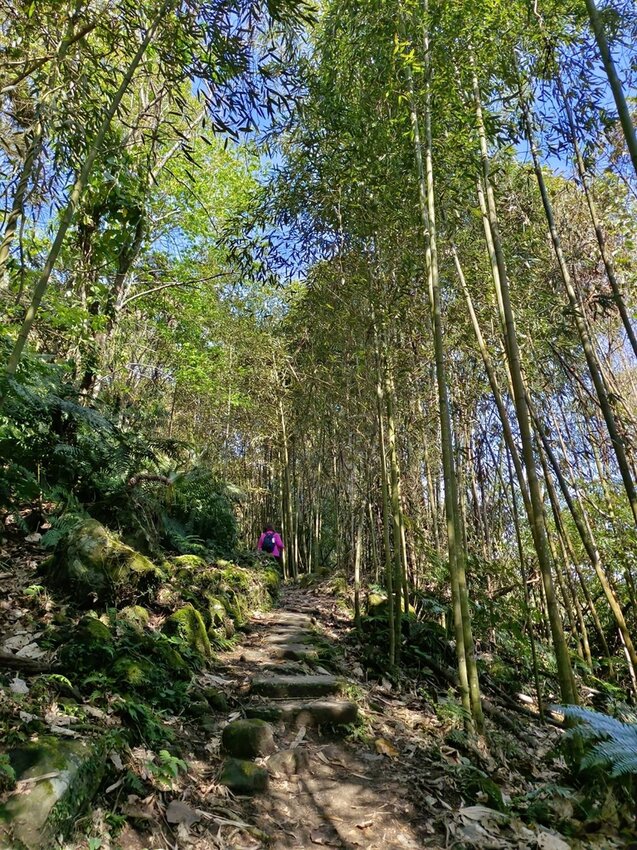 【苗栗.大湖】馬那邦山眺望聖陵線。二月限定雲海+杜鵑+櫻花小百岳no37