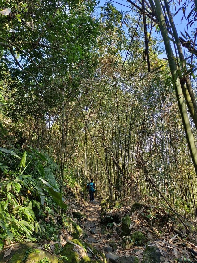 【苗栗.大湖】馬那邦山眺望聖陵線。二月限定雲海+杜鵑+櫻花小百岳no37