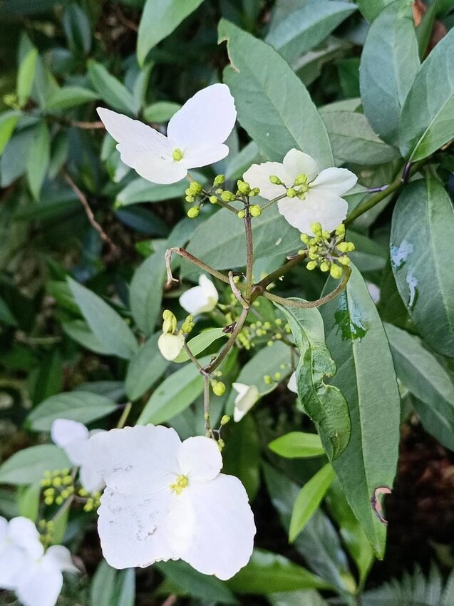 【新北.中和】小百岳no16南勢角山。標高302公尺烘爐地拜土地公+觀賞101夜景