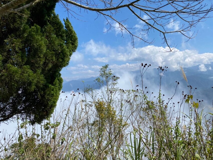 【苗栗.大湖】馬那邦山眺望聖陵線。二月限定雲海+杜鵑+櫻花小百岳no37