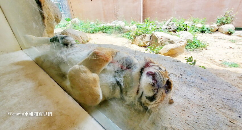 新竹動物園 老虎兄弟 (6).jpg