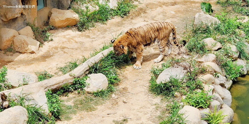 新竹動物園 老虎兄弟 (10).jpg