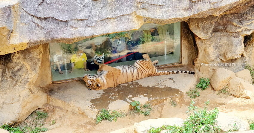 新竹動物園 老虎兄弟 (1).jpg