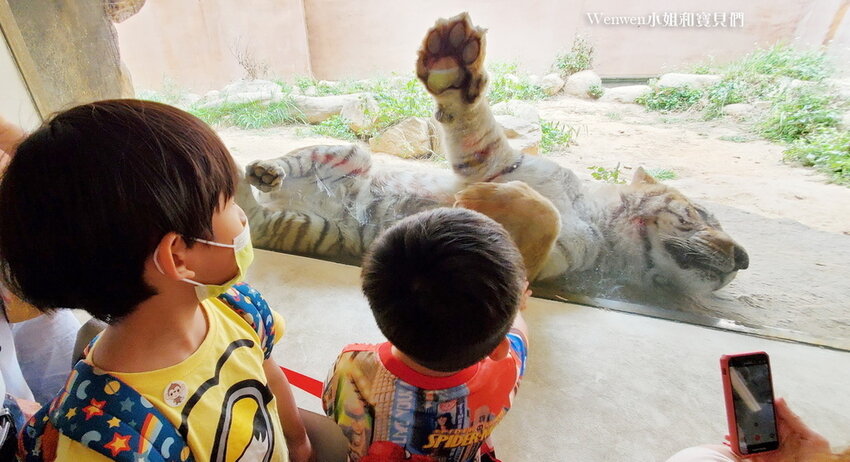 新竹動物園 老虎兄弟 (8).jpg