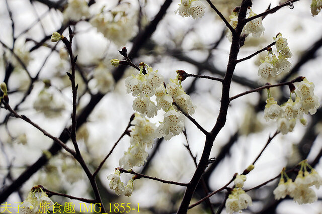 苗栗好湯山海戀 享沐時光莊園渡假酒店 X 南庄雲水渡假森林