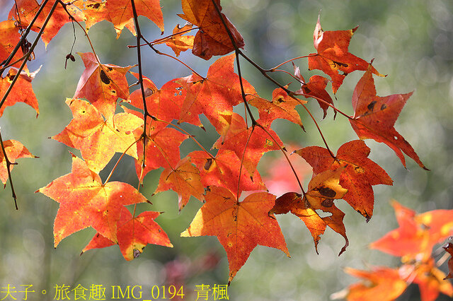 苗栗好湯山海戀 享沐時光莊園渡假酒店 X 南庄雲水渡假森林