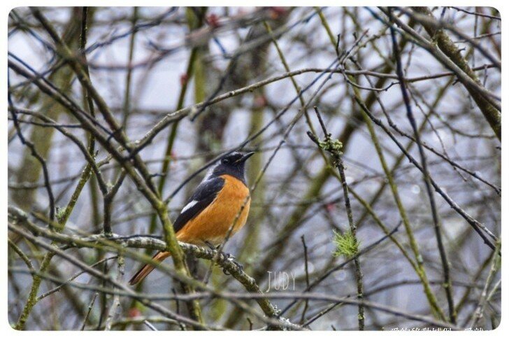【2022武陵櫻花季】 ~ 浪漫的季節 偽出國雪霸國家公園賞櫻 粉粉櫻花紛紛飛，誰與爭鋒 !!