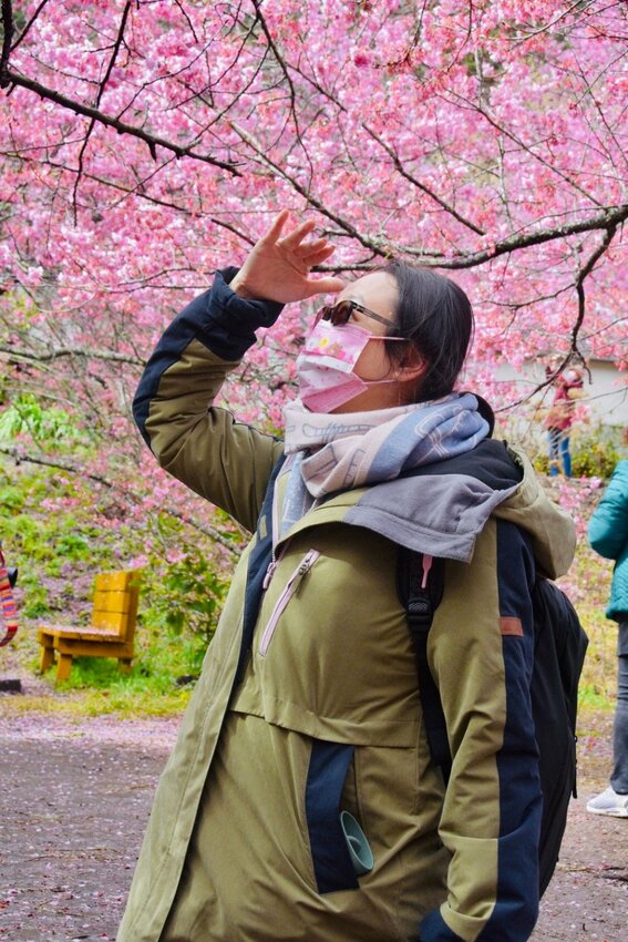 【2022武陵櫻花季】 ~ 浪漫的季節 偽出國雪霸國家公園賞櫻 粉粉櫻花紛紛飛，誰與爭鋒 !!