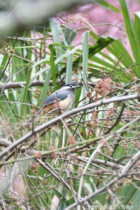 【2022武陵櫻花季】 ~ 浪漫的季節 偽出國雪霸國家公園賞櫻 粉粉櫻花紛紛飛，誰與爭鋒 !!
