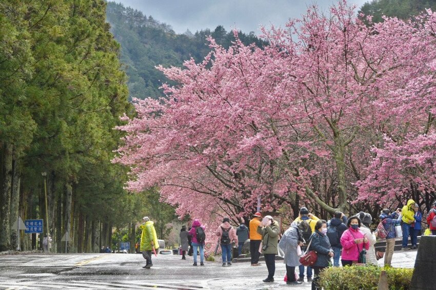 【2022武陵櫻花季】 ~ 浪漫的季節 偽出國雪霸國家公園賞櫻 粉粉櫻花紛紛飛，誰與爭鋒 !!