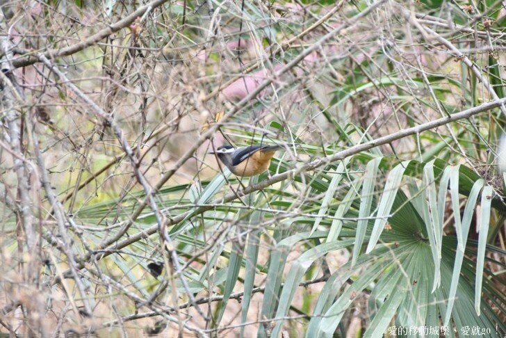 【2022武陵櫻花季】 ~ 浪漫的季節 偽出國雪霸國家公園賞櫻 粉粉櫻花紛紛飛，誰與爭鋒 !!