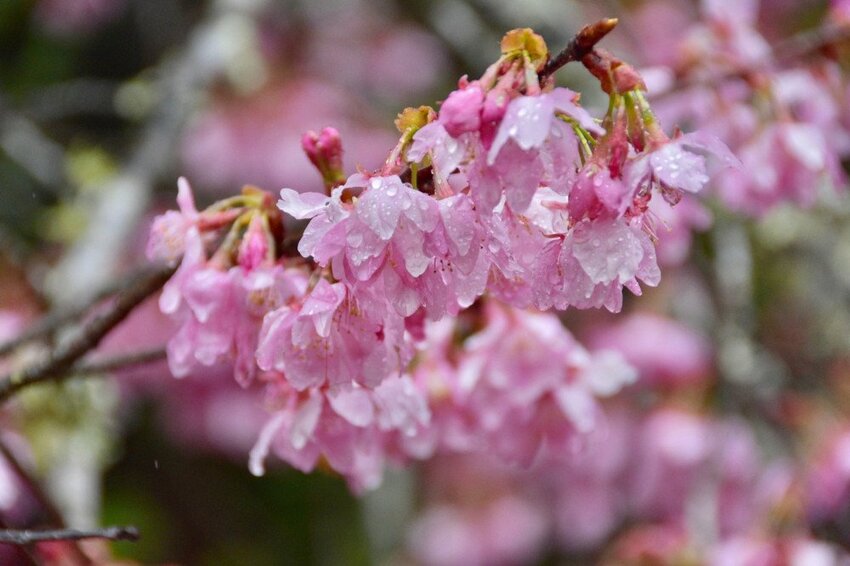 【2022武陵櫻花季】 ~ 浪漫的季節 偽出國雪霸國家公園賞櫻 粉粉櫻花紛紛飛，誰與爭鋒 !!