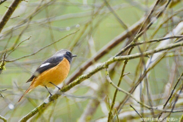 【2022武陵櫻花季】 ~ 浪漫的季節 偽出國雪霸國家公園賞櫻 粉粉櫻花紛紛飛，誰與爭鋒 !!