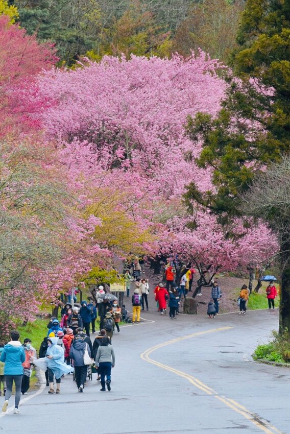 【2022武陵櫻花季】 ~ 浪漫的季節 偽出國雪霸國家公園賞櫻 粉粉櫻花紛紛飛，誰與爭鋒 !!