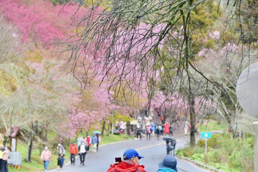 【2022武陵櫻花季】 ~ 浪漫的季節 偽出國雪霸國家公園賞櫻 粉粉櫻花紛紛飛，誰與爭鋒 !!