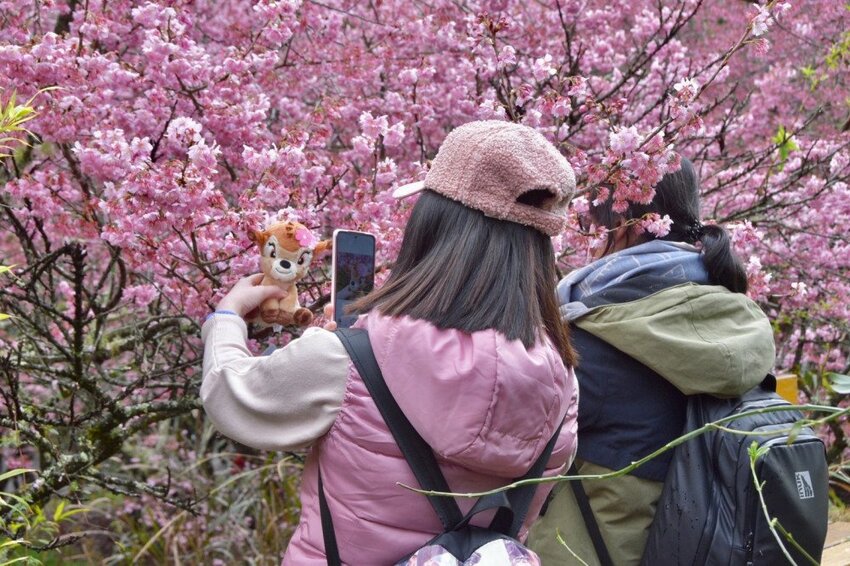 【2022武陵櫻花季】 ~ 浪漫的季節 偽出國雪霸國家公園賞櫻 粉粉櫻花紛紛飛，誰與爭鋒 !!