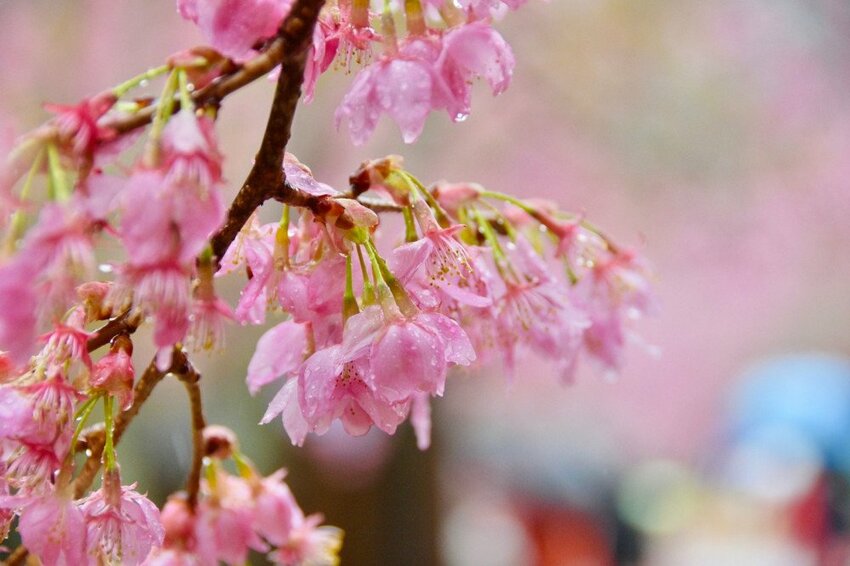 【2022武陵櫻花季】 ~ 浪漫的季節 偽出國雪霸國家公園賞櫻 粉粉櫻花紛紛飛，誰與爭鋒 !!