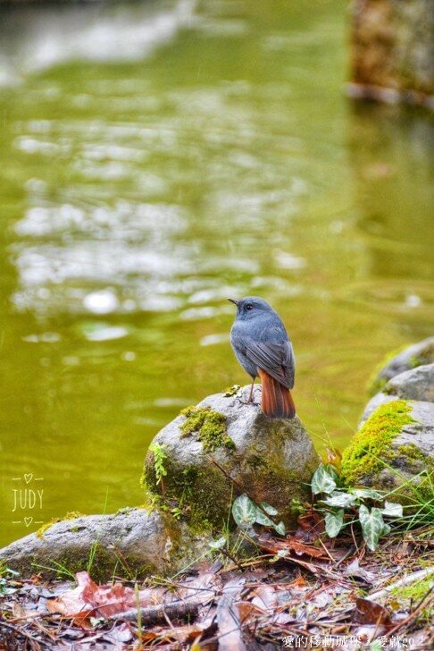 【2022武陵櫻花季】 ~ 浪漫的季節 偽出國雪霸國家公園賞櫻 粉粉櫻花紛紛飛，誰與爭鋒 !!