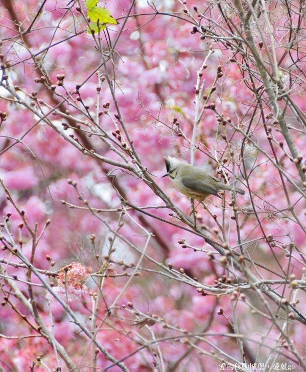 【2022武陵櫻花季】 ~ 浪漫的季節 偽出國雪霸國家公園賞櫻 粉粉櫻花紛紛飛，誰與爭鋒 !!