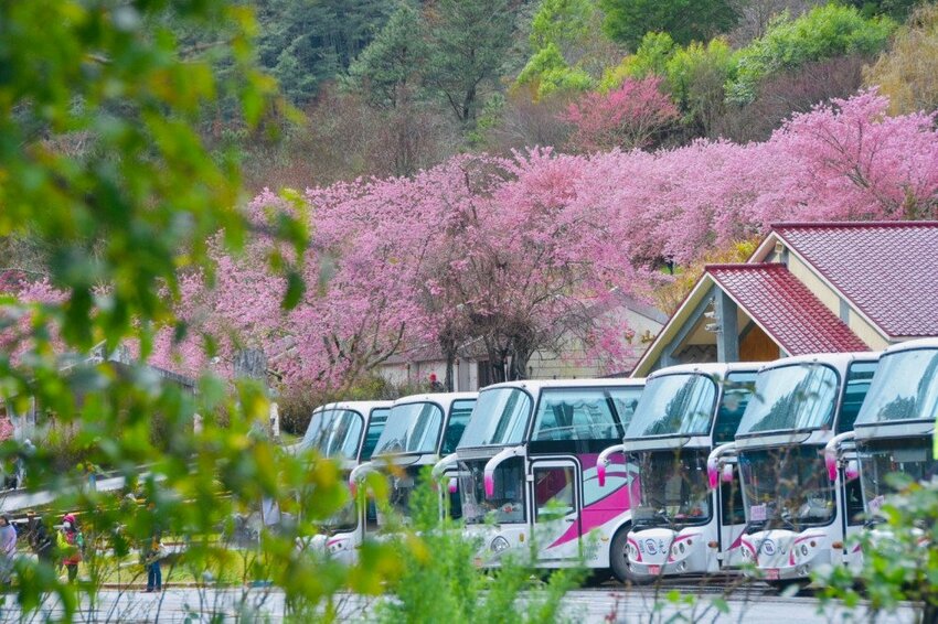 【2022武陵櫻花季】 ~ 浪漫的季節 偽出國雪霸國家公園賞櫻 粉粉櫻花紛紛飛，誰與爭鋒 !!