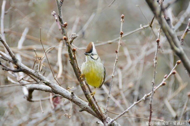 【2022武陵櫻花季】 ~ 浪漫的季節 偽出國雪霸國家公園賞櫻 粉粉櫻花紛紛飛，誰與爭鋒 !!